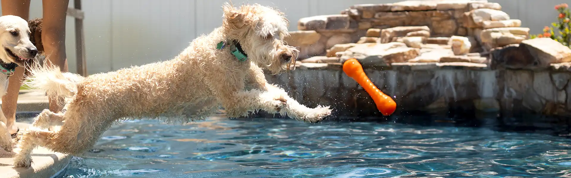 Pets And Pools: A Safety Guide