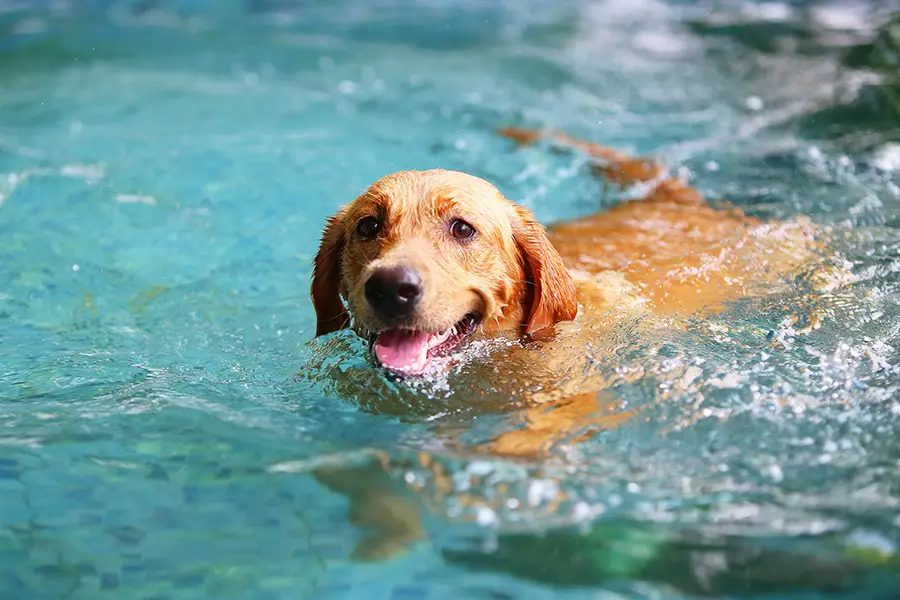 Pets And Pools